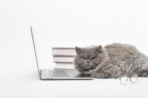 A Scottish fold lovely cat using laptop computer in studio photo