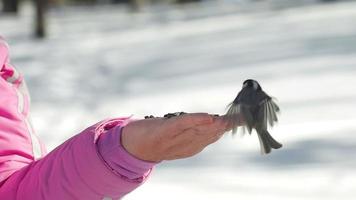 petit oiseau mésange dans la main de la femme mange des graines, hiver video