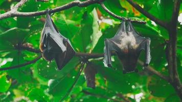 Two Lyle's flying fox Pteropus lylei hangs on a tree branch video