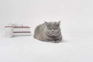 A Portrait of Scottish fold lovely cat with text back on white studio background , Education concept . photo