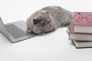 un adorable gato escocés usando una computadora portátil en el estudio foto