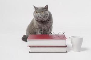 A Portrait of Scottish fold lovely cat with text back on white studio background , Education concept . photo