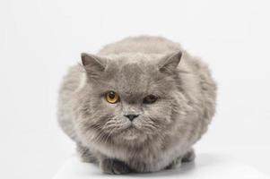 Portrait of A Scottish fold lovely cats on white studio background photo