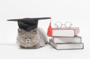 A Portrait of Scottish fold lovely cat with text back on white studio background , Education concept . photo