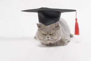 A Portrait of Scottish fold lovely cat with text back on white studio background , Education concept . photo