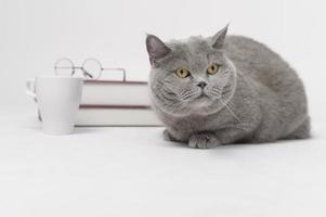 A Portrait of Scottish fold lovely cat with text back on white studio background , Education concept . photo