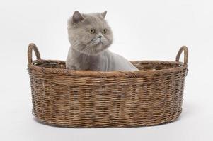 retrato de un pliegue escocés adorables gatos sobre fondo blanco de estudio foto