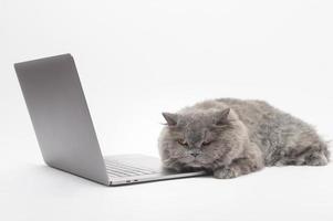 un adorable gato escocés usando una computadora portátil en el estudio foto