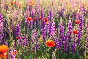 Field of violet lavender and red poppy flowers photo