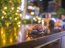 Close up  Snail with Bokeh of christmas light and reflection of bokeh light on the Floor photo