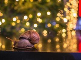 Close up  Snail with Bokeh of christmas light and reflection of bokeh light on the Floor photo