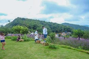 chiangmai Thailand - 17 July 2016 Unacquainted Tourists in Flowers garden at mon jam mountain Chiang mai City Thailand. photo