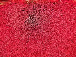 Group of Red Joss stick,Abstract and Texture Of Joss stick.Point of view photo