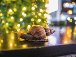 Close up  Snail with Bokeh of christmas light and reflection of bokeh light on the Floor photo