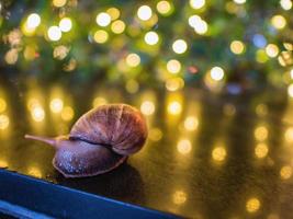 Close up  Snail with Bokeh of christmas light and reflection of bokeh light on the Floor photo