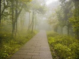 la niebla cubre toda la montaña tianzi en el parque forestal nacional zhangjiajie en el distrito wulingyuan de la ciudad china de zhangjiajie en el día de niebla. foto