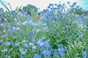 Flowers garden in Phu phing palace Chiang mai Thailand photo