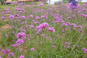 Beautiful Verbena field in mon jam mountain at chiang mai city thailand photo