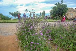 chiangmai Thailand - 17 July 2016 Unacquainted Tourists in Flowers garden at mon jam mountain Chiang mai City Thailand. photo