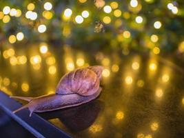 Close up  Snail with Bokeh of christmas light and reflection of bokeh light on the Floor photo
