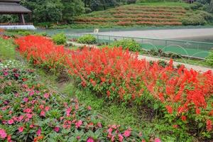 Flowers garden in Phu phing palace Chiang mai Thailand photo