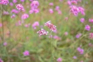 Beautiful Verbena field in mon jam mountain at chiang mai city thailand photo