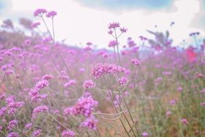 hermoso campo de verbena en la montaña mon jam en la ciudad de chiang mai tailandia foto