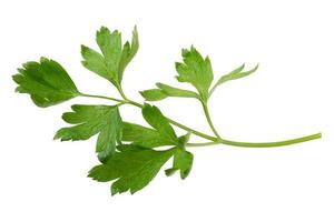 parsley fresh herb isolated on white background photo