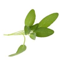 Sage plant isolated on a white background photo