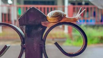 Snail on fence. photo