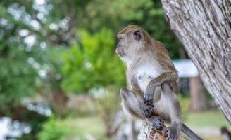 Sitting monkey under tree. photo