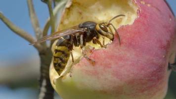Hornet eats the flesh of a ripe red apple, HDR footage video