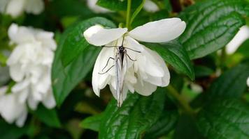 aporia crataegi, schwarz geäderter weißer Schmetterling in freier Wildbahn, auf Jasminblüte. video