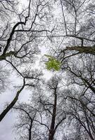 árboles altos en el bosque sin hojas, vistos desde el punto verde de abajo hacia arriba foto