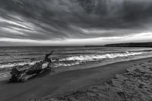 Seascape. Idyllic sunset view with the old tree at the beach in black and white photo