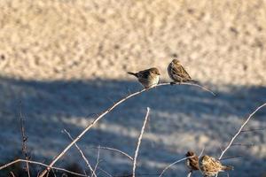 Cute sparrows sitting on the branch. photo