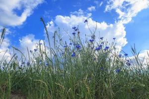 hermoso campo con flores azules contra un cielo azul foto