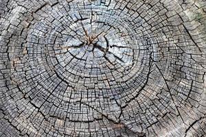 fondo de textura de madera. primer plano de un viejo tronco de árbol cortado con grietas y anillos anuales. foto