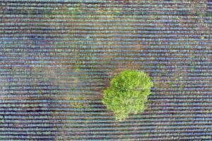 Aerial top view from a drone to a tree at a lavender field. Abstract view photo