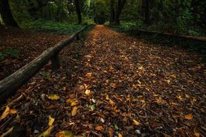 Fallen autumn leaves in a mystic forest. Fall landscape. photo