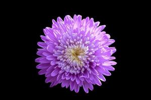 A flower of aster Callistephus chinensis. Close up, isolated on black. photo