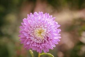 Gently colors of flower of aster Callistephus chinensis. Close up photo