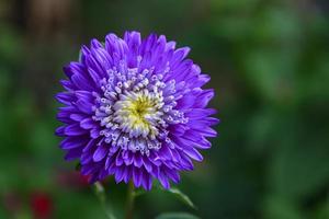 A flower of aster Callistephus chinensis. Close up photo