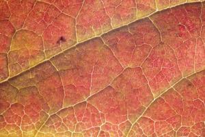 Stunning macro detail of leaf structure photo