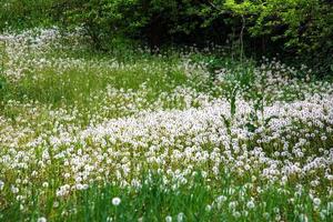 Field with white blooming dandelion flowers. photo