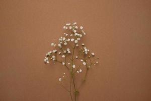 Dry flower branch on a light brown background. Trend, minimal concept photo