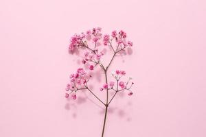 Elegant floral soft pink composition. Beautiful flowers on pastel pink background. photo