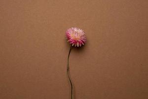flor rosa seca sobre un fondo marrón claro. tendencia, concepto mínimo con copyspace foto