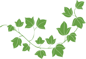 simplicity ivy freehand drawing flat design png