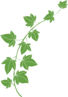 simplicity ivy freehand drawing flat design png